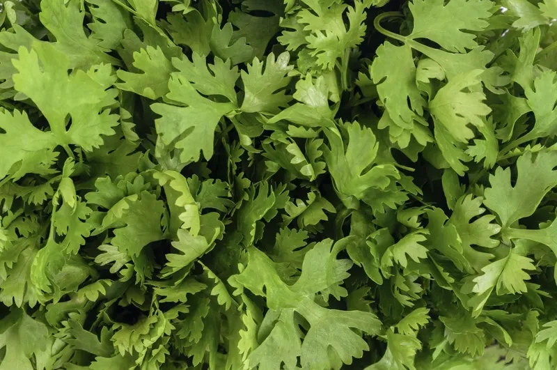 Can Goats Eat Cilantro?