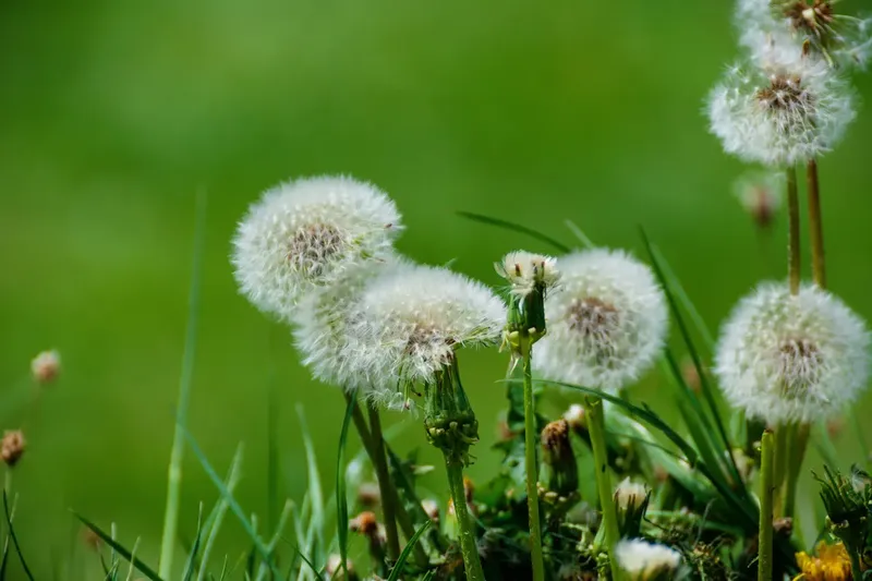 Can Goats Eat Dandelions?