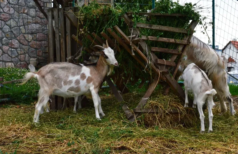 Can Goats Eat Everything?