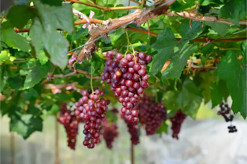 Can Goats Eat Grapes?