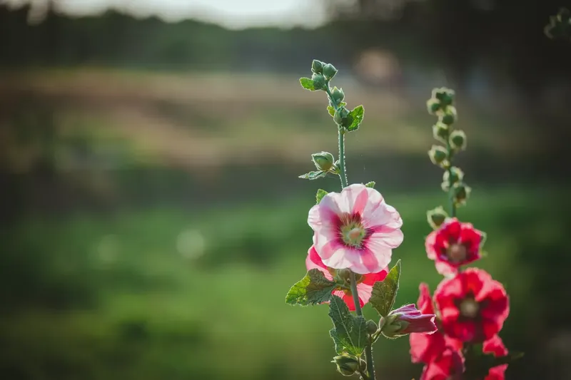 Can Goats Eat Hollyhocks?