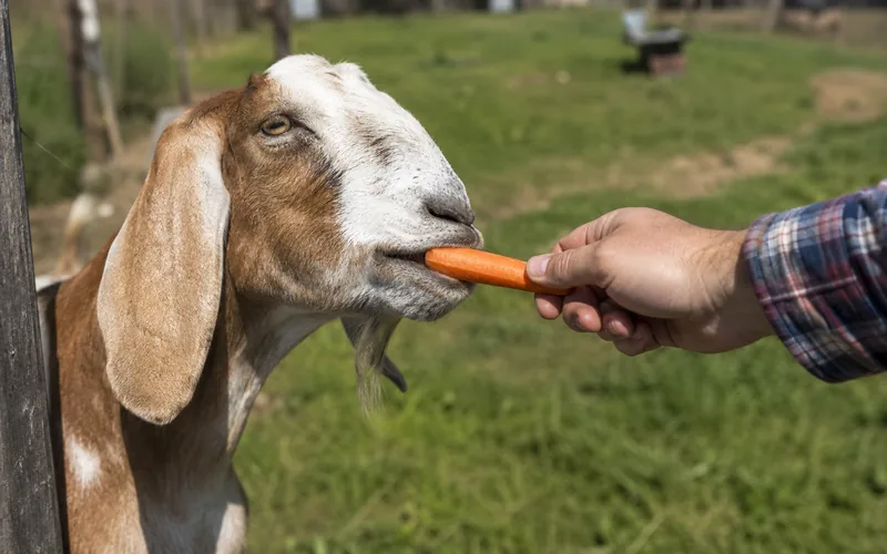 A floppy-eared goat taking a carrot treat from a person's hand at a sunny pasture fence
