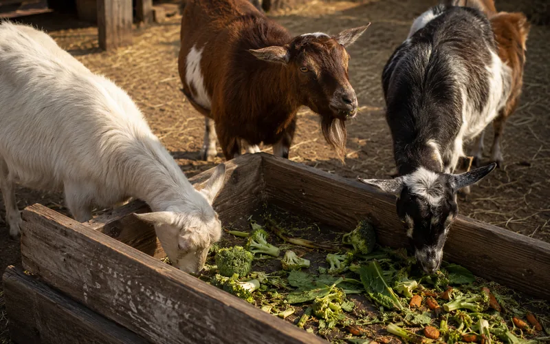 Three goats eating vegetables like broccoli, leafy greens, and carrots from a wooden trough